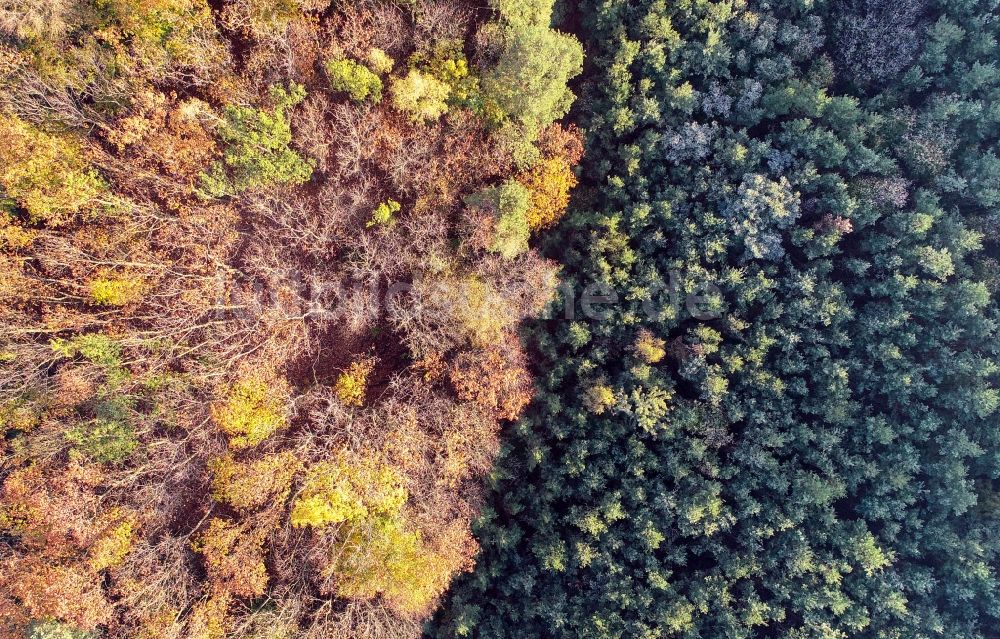Treplin aus der Vogelperspektive: Herbstluftbild Laubbaum- Baumspitzen in einem Waldgebiet in Treplin im Bundesland Brandenburg, Deutschland