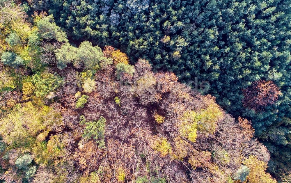 Luftaufnahme Treplin - Herbstluftbild Laubbaum- Baumspitzen in einem Waldgebiet in Treplin im Bundesland Brandenburg, Deutschland