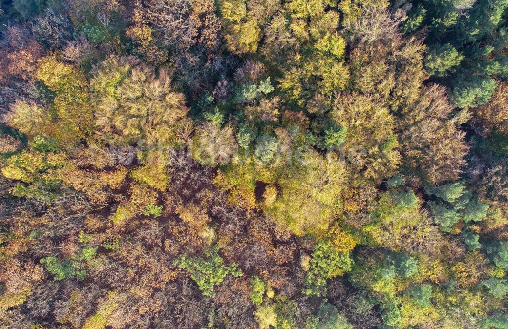 Treplin von oben - Herbstluftbild Laubbaum- Baumspitzen in einem Waldgebiet in Treplin im Bundesland Brandenburg, Deutschland