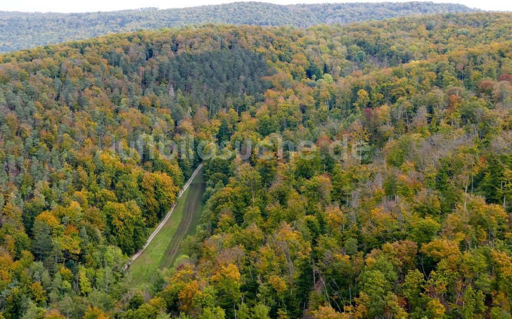 Witzenhausen aus der Vogelperspektive: Herbstluftbild Laubbaum- Baumspitzen in einem Waldgebiet in Witzenhausen im Bundesland Hessen, Deutschland