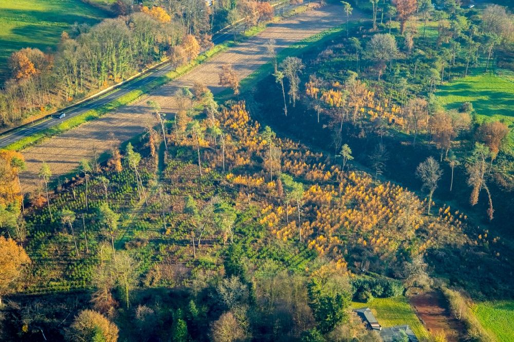 Luftbild Haltern am See - Herbstluftbild Renaturierung durch Aufforstung von Jungbäumen im Waldgelände in Haltern am See im Bundesland Nordrhein-Westfalen, Deutschland