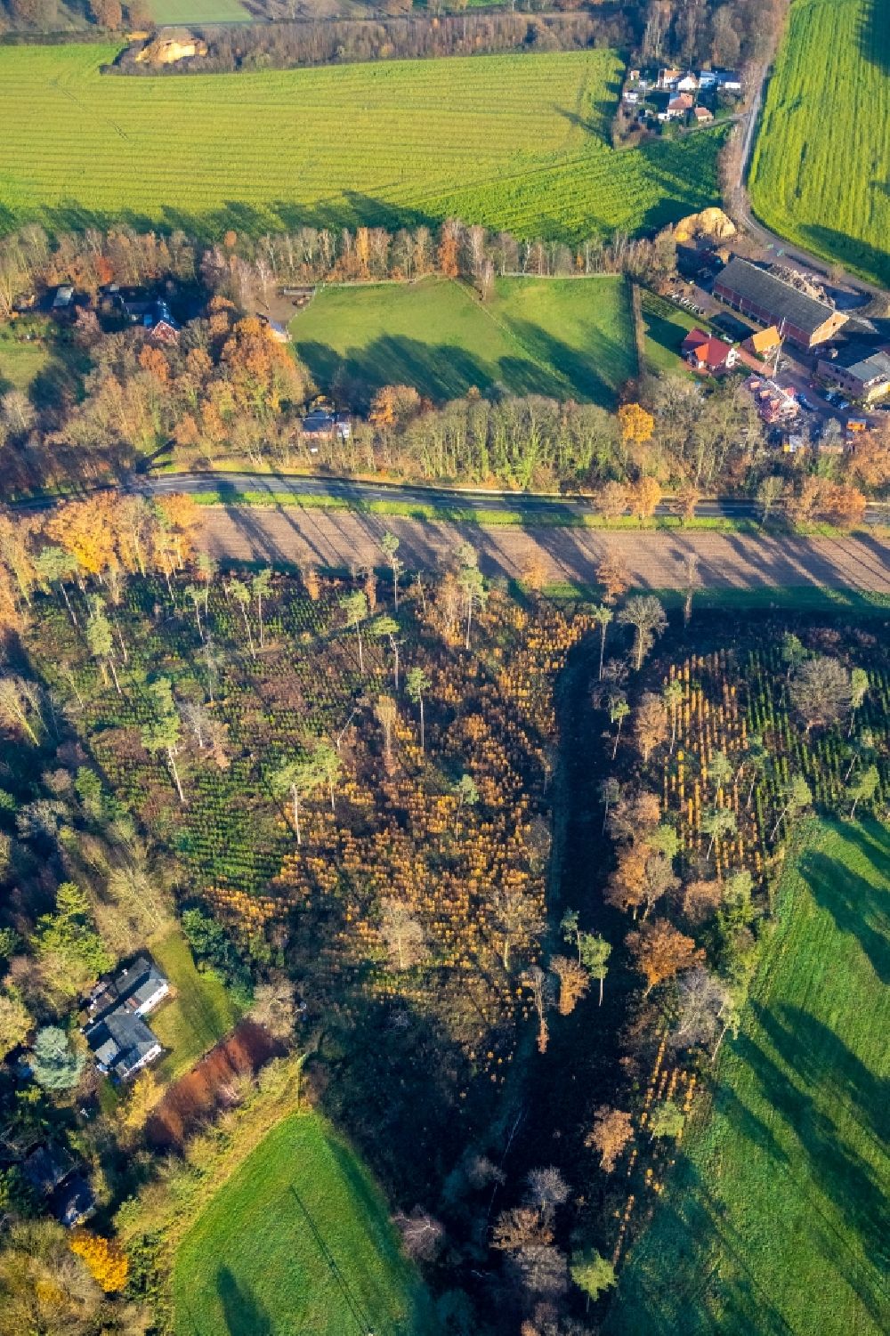 Luftaufnahme Haltern am See - Herbstluftbild Renaturierung durch Aufforstung von Jungbäumen im Waldgelände in Haltern am See im Bundesland Nordrhein-Westfalen, Deutschland