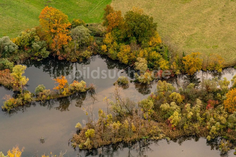 Neuried von oben - Herbstluftbild Strukturen einer Auen und- Wiesen- Landschaft am Rhein in Neuried im Bundesland Baden-Württemberg, Deutschland