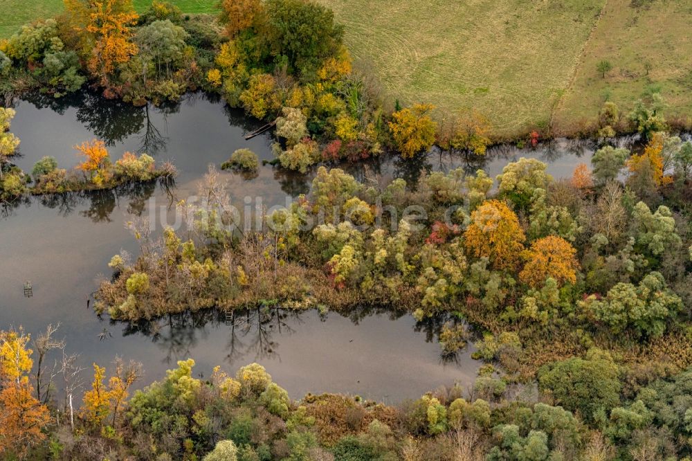 Luftbild Neuried - Herbstluftbild Strukturen einer Auen und- Wiesen- Landschaft am Rhein in Neuried im Bundesland Baden-Württemberg, Deutschland