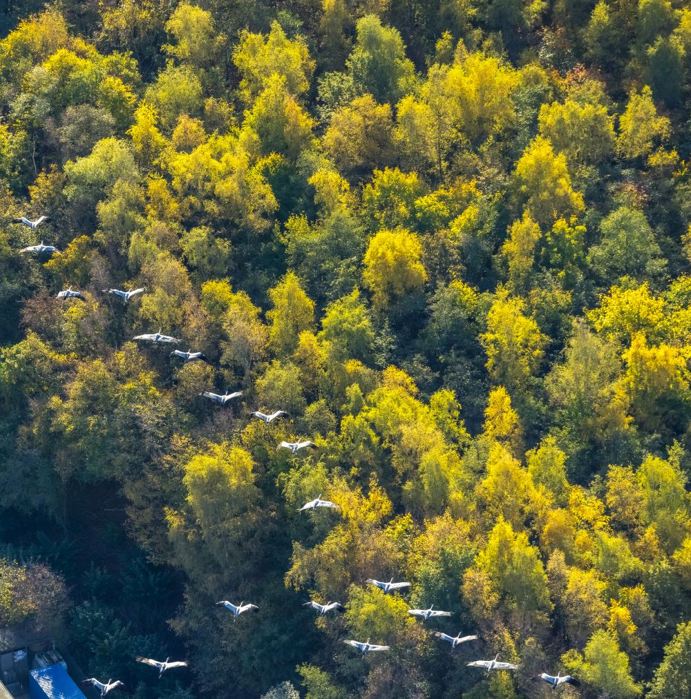 Bochum aus der Vogelperspektive: Herbstluftbild Vogel- Formation von Kranichen über einem Waldgebiet im Flug in Bochum im Bundesland Nordrhein-Westfalen, Deutschland