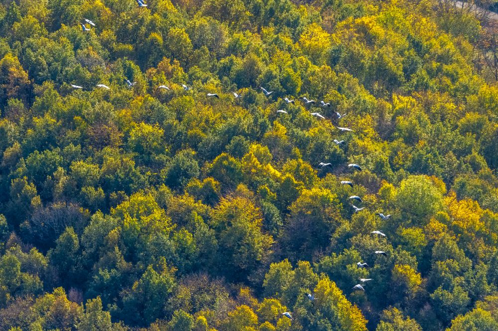 Luftbild Bochum - Herbstluftbild Vogel- Formation von Kranichen über einem Waldgebiet im Flug in Bochum im Bundesland Nordrhein-Westfalen, Deutschland