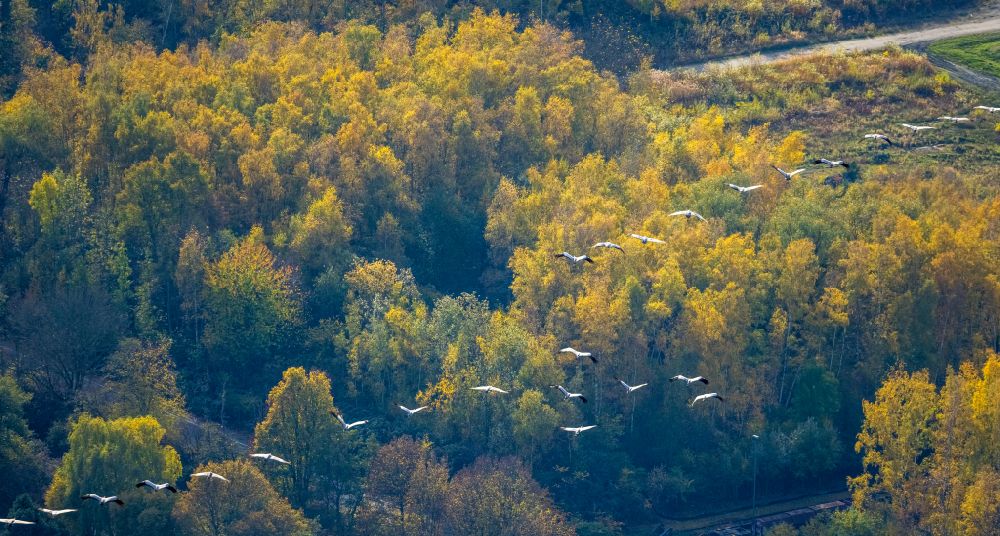 Wanne-Eickel aus der Vogelperspektive: Herbstluftbild Vogel- Formation von Störchen im Flug in Wanne-Eickel im Bundesland Nordrhein-Westfalen, Deutschland