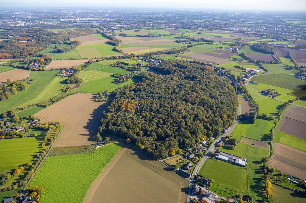 Luftaufnahme Rayen - Herbstluftbild Waldgebiet Rayener Berg in Rayen im Bundesland Nordrhein-Westfalen, Deutschland
