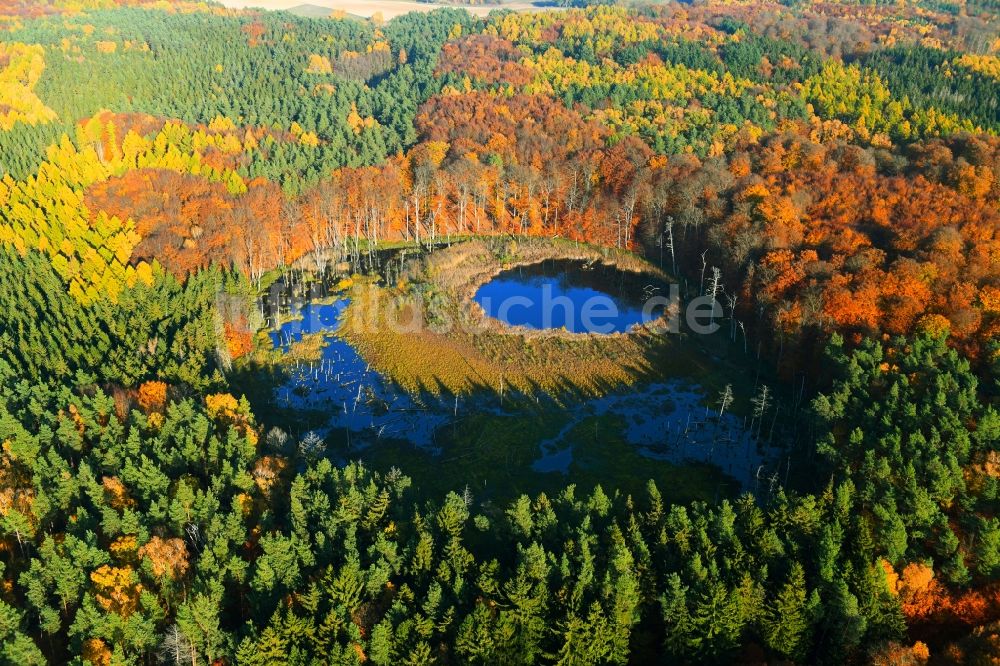 Carpin aus der Vogelperspektive: Herbstluftbild Waldgebiete am Ufer des Schwarzer See in Carpin im Bundesland Mecklenburg-Vorpommern, Deutschland