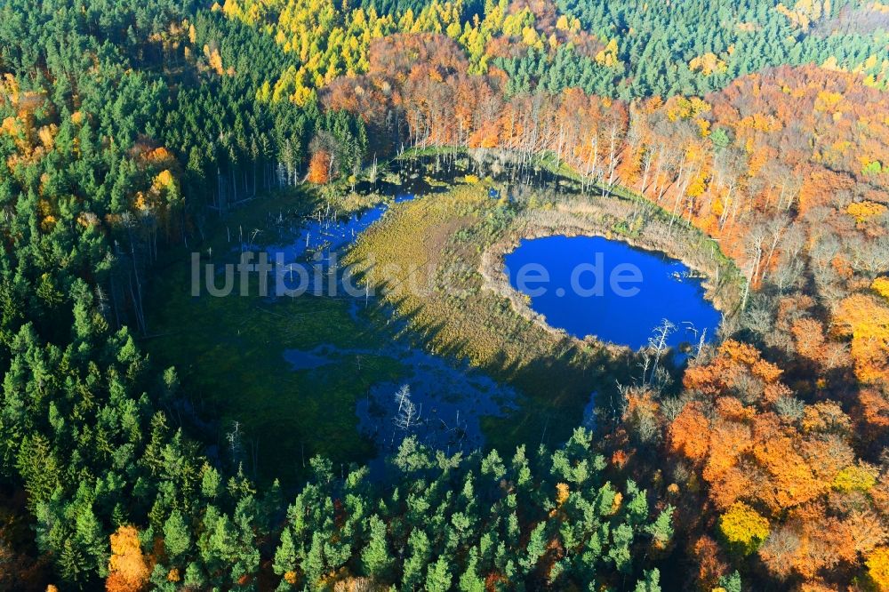 Luftbild Carpin - Herbstluftbild Waldgebiete am Ufer des Schwarzer See in Carpin im Bundesland Mecklenburg-Vorpommern, Deutschland