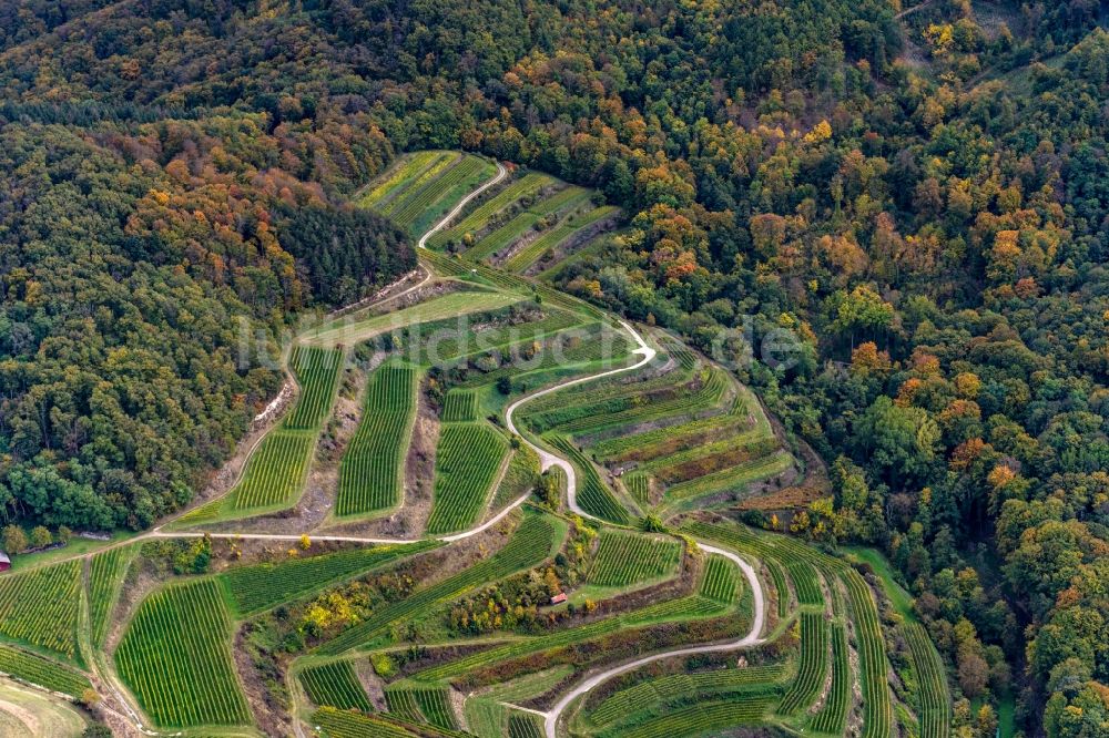 Luftbild Ihringen - Herbstluftbild Weinbergs- Landschaft der Winzer- Gebiete in Ihringen im Bundesland Baden-Württemberg, Deutschland