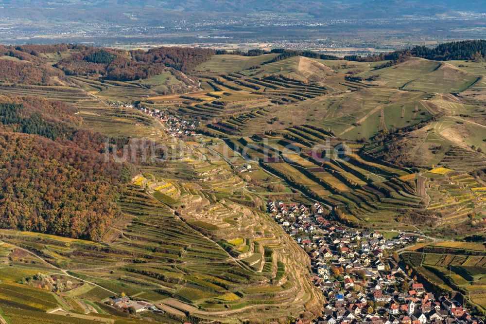 Vogtsburg im Kaiserstuhl von oben - Herbstluftbild Weinbergs- Landschaft der Winzer- Gebiete am Kaiserstuhl im Bundesland Baden-Württemberg, Deutschland