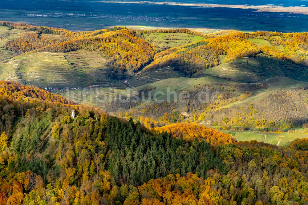Vogtsburg im Kaiserstuhl von oben - Herbstluftbild Weinbergs- Landschaft der Winzer- Gebiete in Vogtsburg im Kaiserstuhl im Bundesland Baden-Württemberg, Deutschland