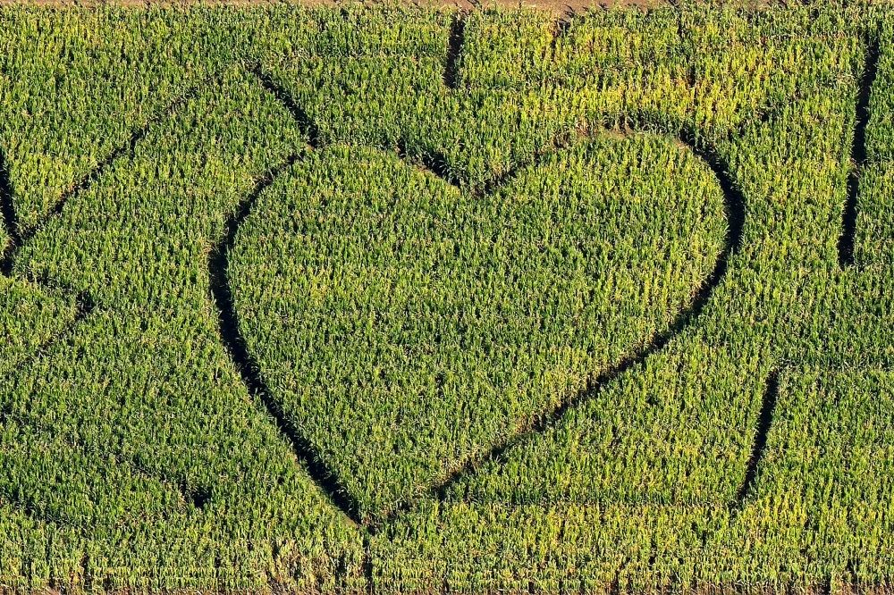 Kandern aus der Vogelperspektive: Herz im Irrgarten - Labyrinth in einem Maisfeld im Ortsteil Wollbach in Kandern im Bundesland Baden-Württemberg, Deutschland