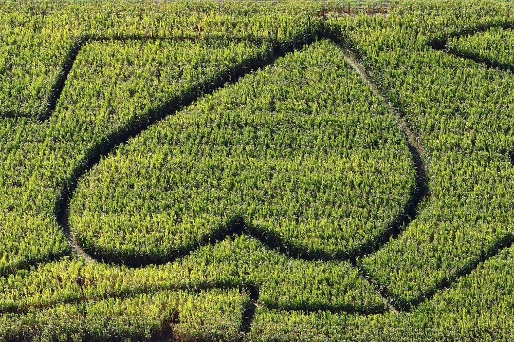 Luftbild Kandern - Herz im Irrgarten - Labyrinth in einem Maisfeld im Ortsteil Wollbach in Kandern im Bundesland Baden-Württemberg, Deutschland