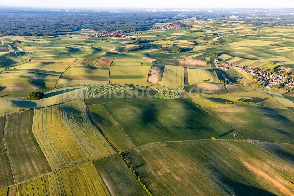 Luftbild Siegen - Hügelige Felder- und Grasflächenlandschaft südlich des Bienwalds bei Seebach im Elsaß in Siegen in Grand Est, Frankreich