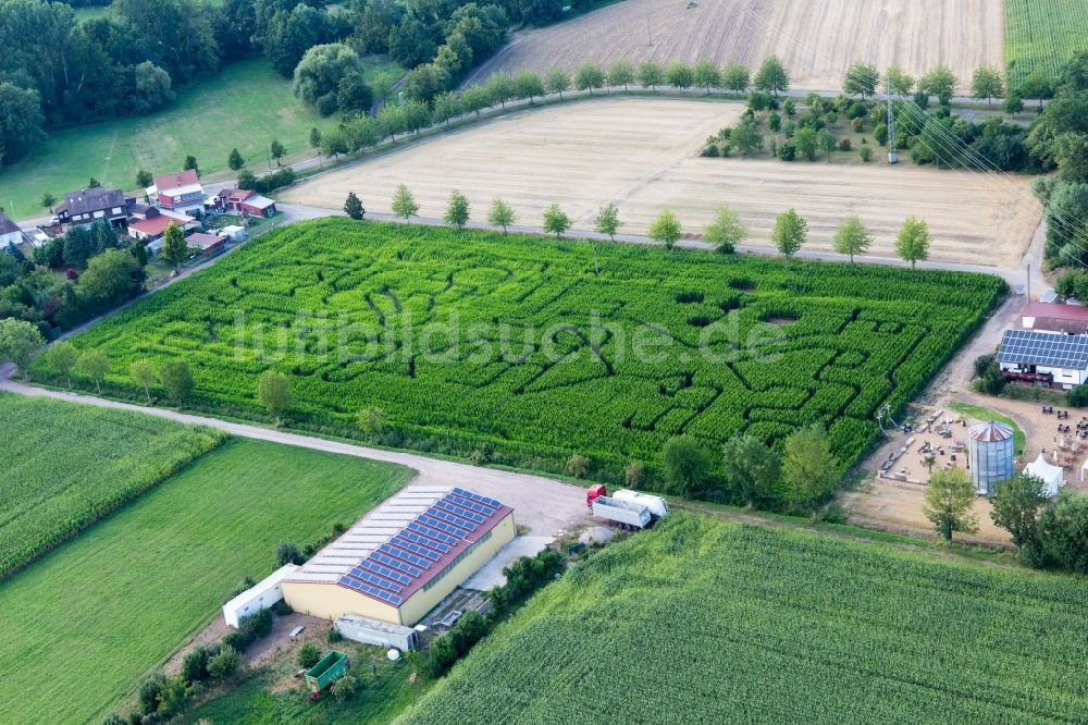 Luftbild Steinweiler - Irrgarten - Labyrinth auf einem Mais-Feld des Seehof in Steinweiler im Bundesland Rheinland-Pfalz, Deutschland