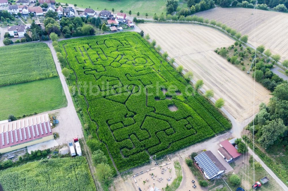 Luftaufnahme Steinweiler - Irrgarten - Labyrinth auf einem Mais-Feld des Seehof in Steinweiler im Bundesland Rheinland-Pfalz, Deutschland