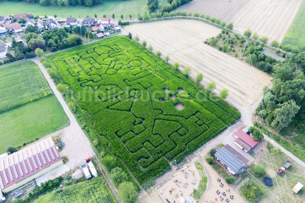 Steinweiler aus der Vogelperspektive: Irrgarten - Labyrinth auf einem Mais-Feld des Seehof in Steinweiler im Bundesland Rheinland-Pfalz, Deutschland
