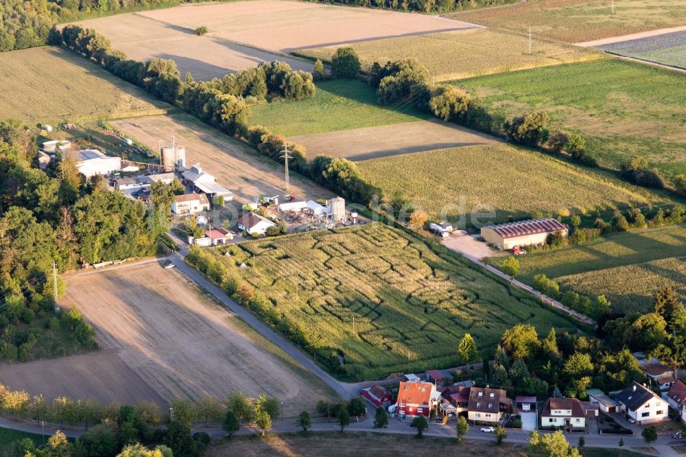 Luftaufnahme Steinweiler - Irrgarten - Labyrinth auf einem Mais-Feld des Seehof in Steinweiler im Bundesland Rheinland-Pfalz, Deutschland