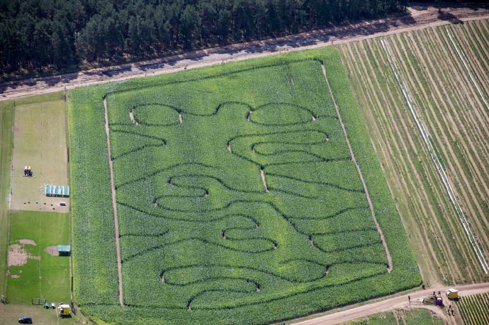 Klaistow aus der Vogelperspektive: Irrgarten - Labyrinth mit den Umrissen am Spargel- und Erlebnishof Klaistow auf einem Feld in Klaistow im Bundesland Brandenburg, Deutschland