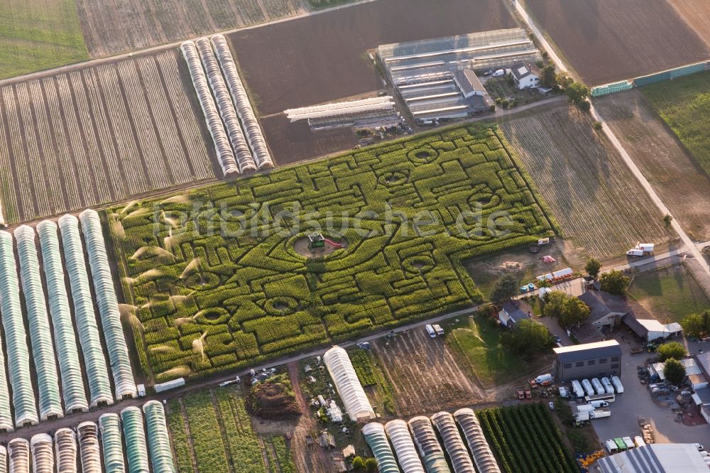 Luftaufnahme Ladenburg - Irrgarten - Mais-Labyrinth mit den Umrissen von Augen auf einem Mais-Feld am Hegehof in Ladenburg im Bundesland Baden-Württemberg, Deutschland