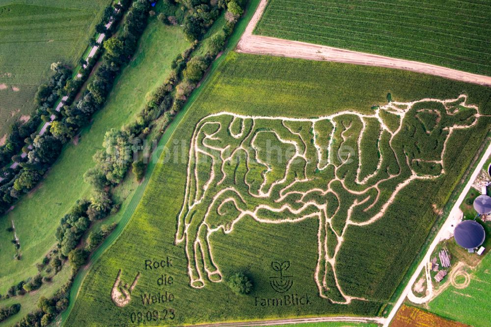 Luftaufnahme Oberderdingen - Irrgarten - Maislabyrinth mit den Umrissen einer Kuh des Milchhof Lämmle-Hofmann auf einem Feld in Oberderdingen im Bundesland Baden-Württemberg, Deutschland