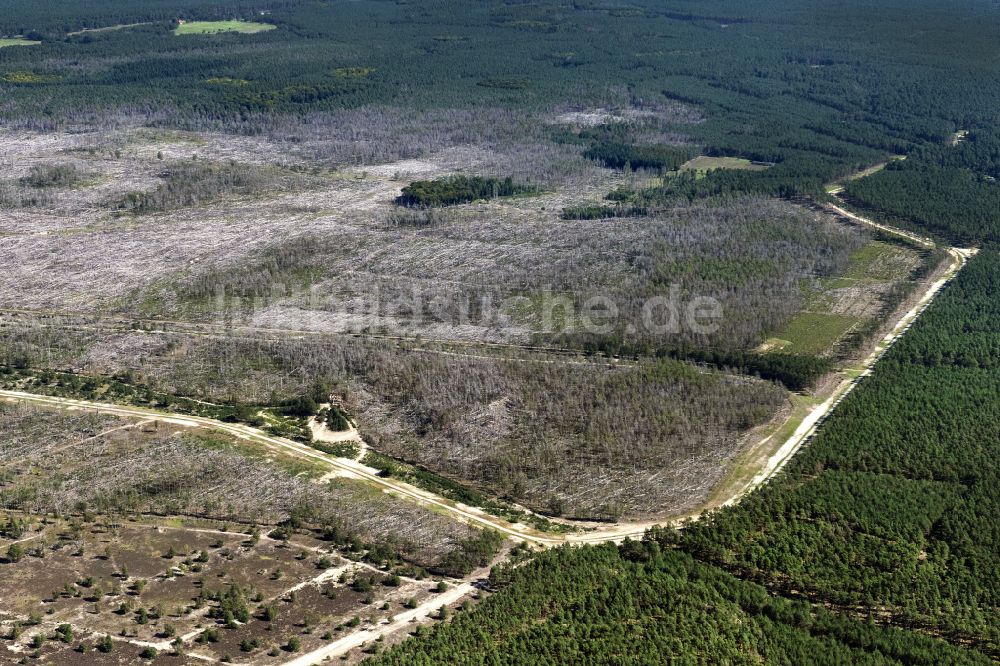 Lübtheen von oben - Kahle Fläche eines gerodeten Waldbestandes in Lübtheen im Bundesland Mecklenburg-Vorpommern, Deutschland