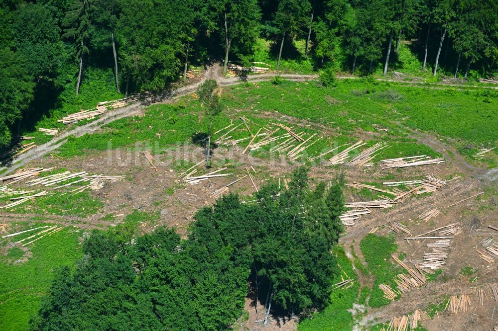 Luftaufnahme Lemgo - Kahle Fläche eines gerodeten Waldbestandes in Lemgo im Bundesland Nordrhein-Westfalen, Deutschland