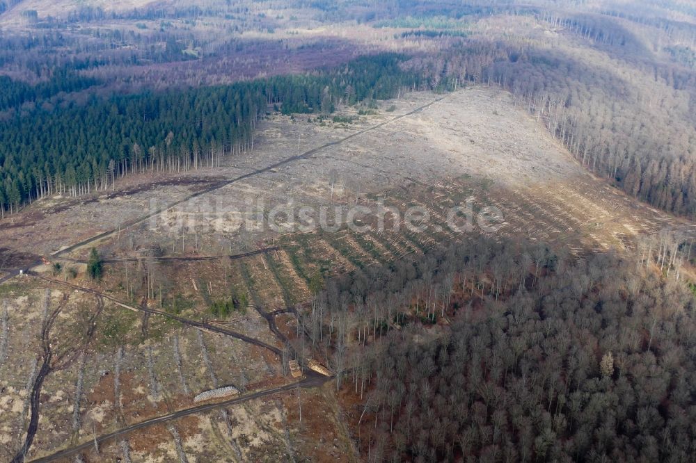 Staufenberg aus der Vogelperspektive: Kahle Fläche eines gerodeten Waldbestandes in Staufenberg im Bundesland Niedersachsen, Deutschland