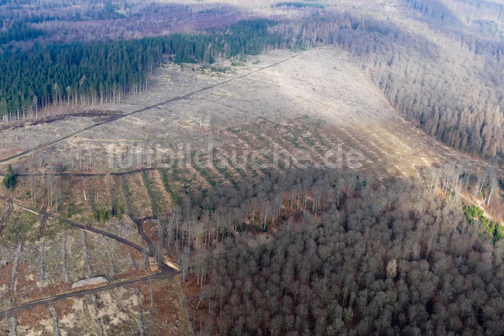 Luftbild Staufenberg - Kahle Fläche eines gerodeten Waldbestandes in Staufenberg im Bundesland Niedersachsen, Deutschland