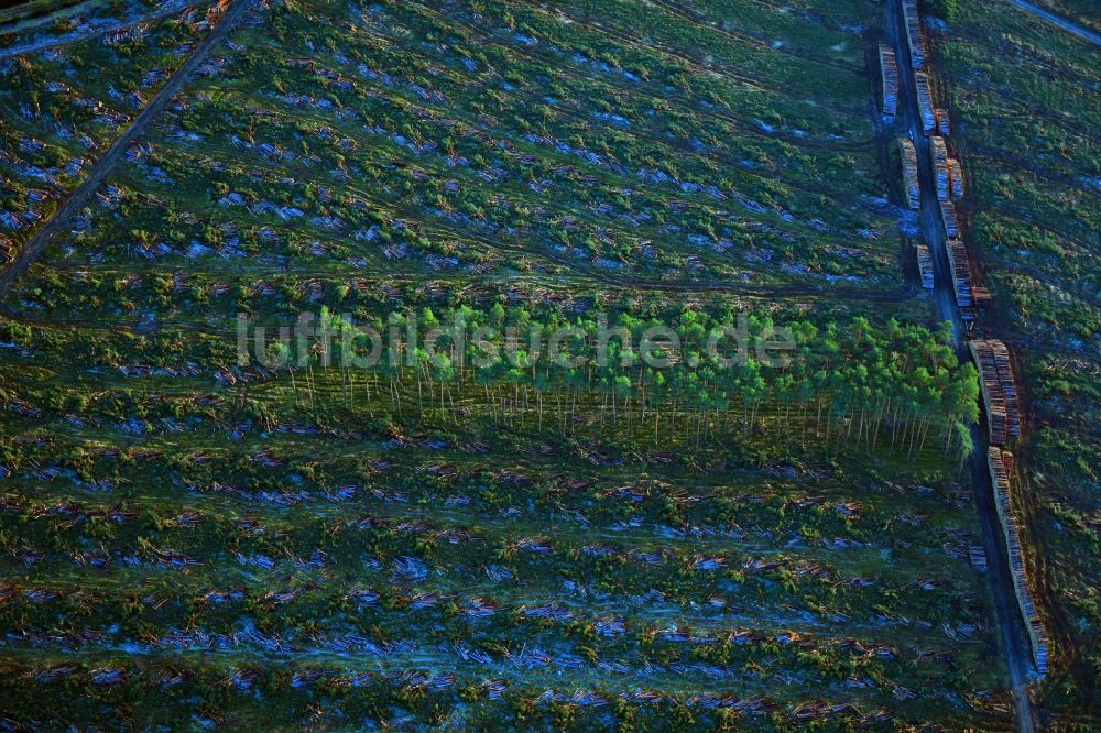 Grünheide (Mark) aus der Vogelperspektive: Kahle Fläche eines gerodeten Waldbestandes am Tesla- Werk in Grünheide (Mark) im Bundesland Brandenburg, Deutschland