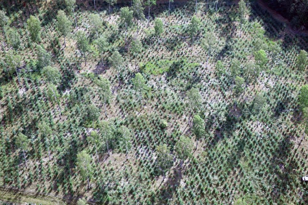 Luftaufnahme Uftrungen - Kahle Fläche eines gerodeten Waldbestandes in Uftrungen im Bundesland Sachsen-Anhalt, Deutschland