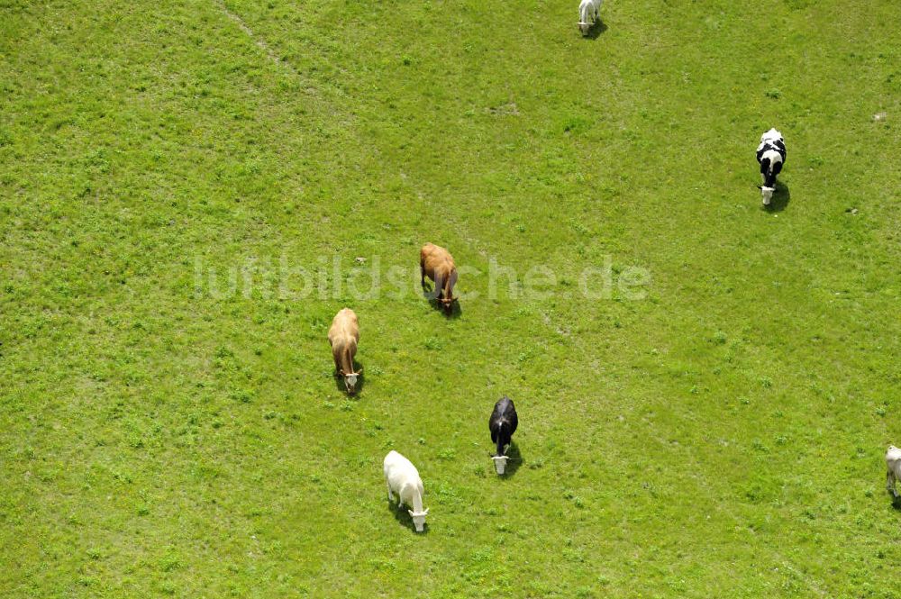 Luftbild Klein Dratow - Kühe auf Wiese in Mecklenburg-Vorpommern