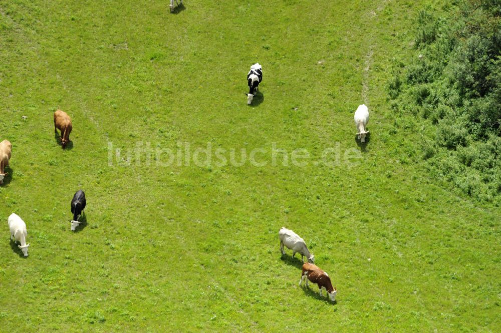Klein Dratow von oben - Kühe auf Wiese in Mecklenburg-Vorpommern