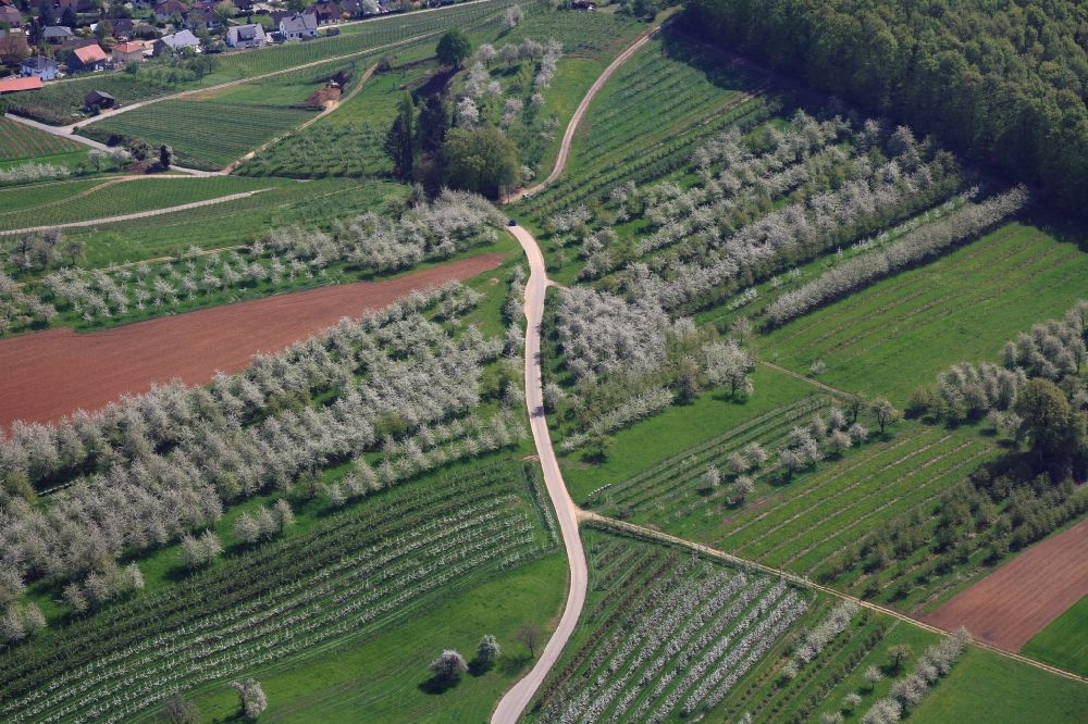 Schliengen aus der Vogelperspektive: Kirschbaumblüte und Baumreihen einer Obstanbau- Plantage auf einem Feld im Eggenertal bei Niedereggenen im Frühling in Schliengen im Bundesland Baden-Württemberg, Deutschland