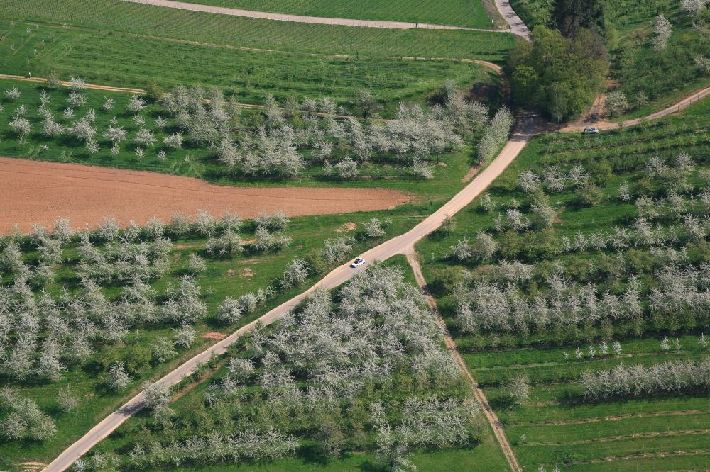 Luftbild Schliengen - Kirschbaumblüte und Baumreihen einer Obstanbau- Plantage auf einem Feld im Eggenertal bei Niedereggenen im Frühling in Schliengen im Bundesland Baden-Württemberg, Deutschland