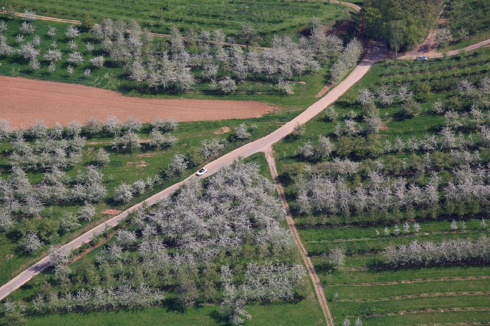 Luftaufnahme Schliengen - Kirschbaumblüte und Baumreihen einer Obstanbau- Plantage auf einem Feld im Eggenertal bei Niedereggenen im Frühling in Schliengen im Bundesland Baden-Württemberg, Deutschland