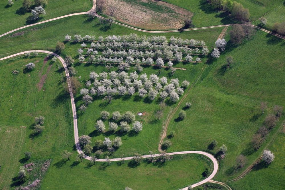 Schliengen von oben - Kirschbaumblüte und Baumreihen einer Obstanbau- Plantage auf einem Feld im Eggenertal bei Obereggenen im Frühling in Schliengen im Bundesland Baden-Württemberg, Deutschland