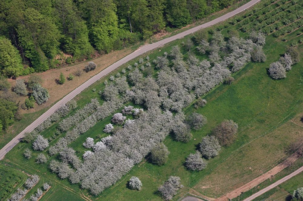 Luftbild Schliengen - Kirschbaumblüte und Baumreihen einer Obstanbau- Plantage auf einem Feld im Eggenertal bei Obereggenen im Frühling in Schliengen im Bundesland Baden-Württemberg, Deutschland