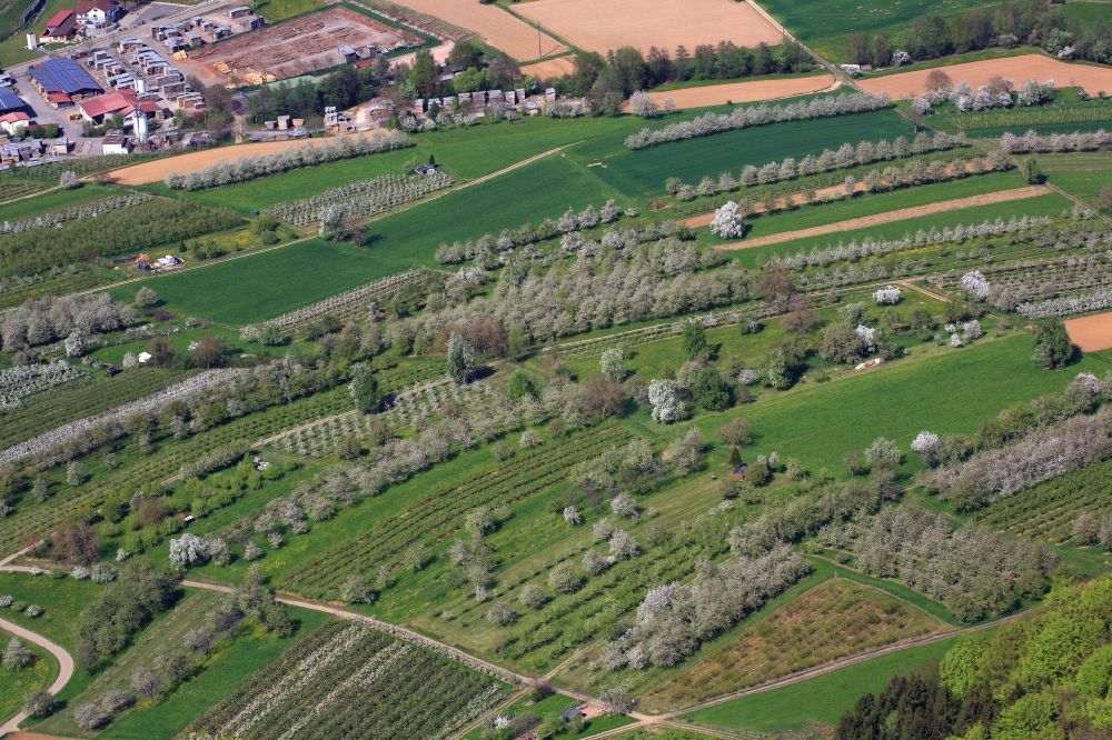 Luftbild Schliengen - Kirschbaumblüte und Baumreihen einer Obstanbau- Plantage auf einem Feld im Eggenertal bei Oberereggenen im Frühling in Schliengen im Bundesland Baden-Württemberg, Deutschland