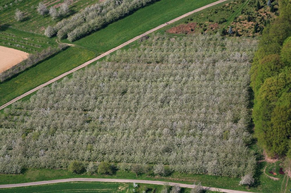 Schliengen aus der Vogelperspektive: Kirschbaumblüte und Baumreihen einer Obstanbau- Plantage auf einem Feld im Eggenertal bei Oberereggenen im Frühling in Schliengen im Bundesland Baden-Württemberg, Deutschland