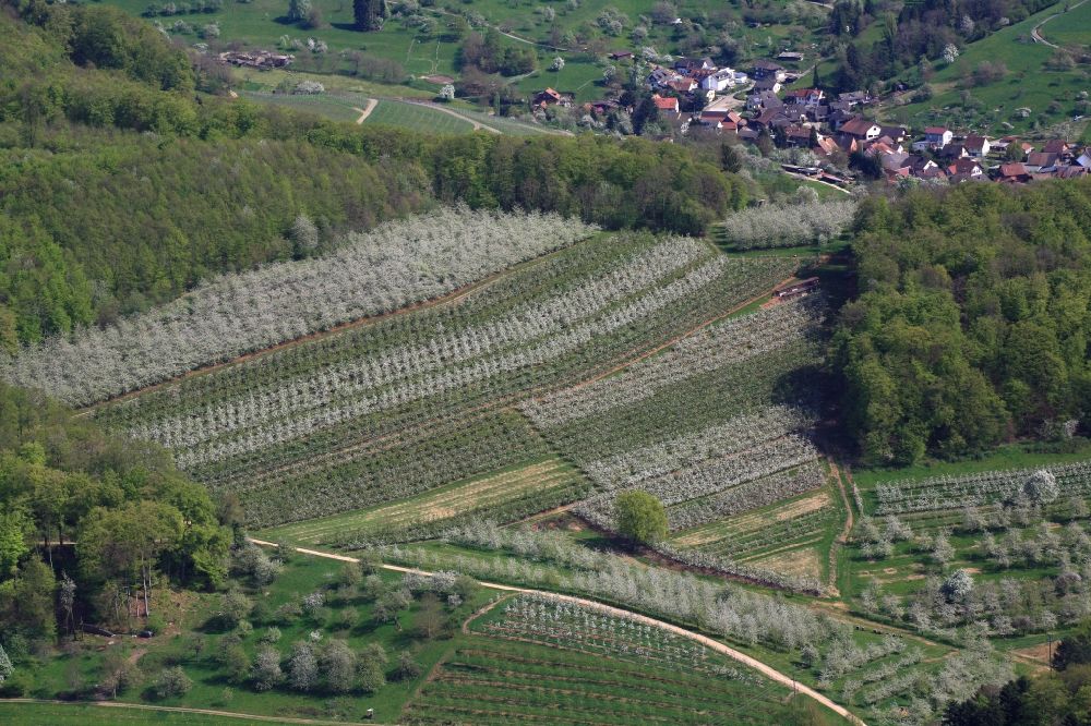 Luftbild Schliengen - Kirschbaumblüte und Baumreihen einer Obstanbau- Plantage auf einem Feld im Eggenertal zwischen Niedereggenen und Feuerbach im Frühling in Schliengen im Bundesland Baden-Württemberg, Deutschland