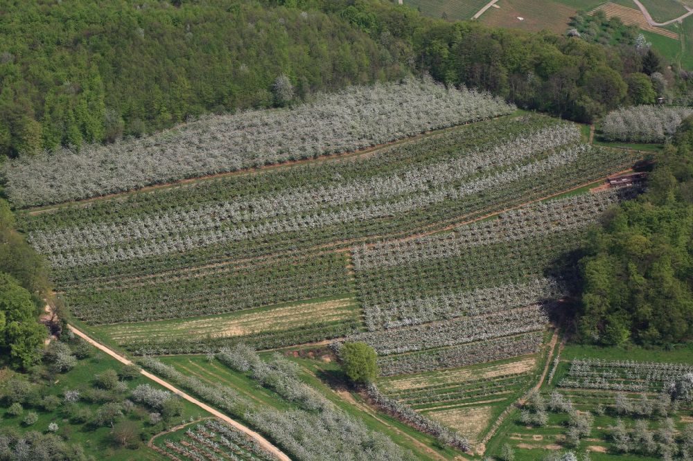 Luftaufnahme Schliengen - Kirschbaumblüte und Baumreihen einer Obstanbau- Plantage auf einem Feld im Eggenertal zwischen Niedereggenen und Feuerbach im Frühling in Schliengen im Bundesland Baden-Württemberg, Deutschland