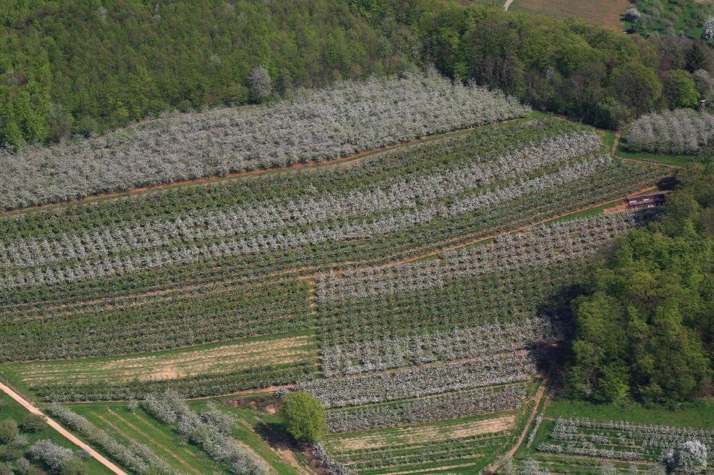 Schliengen von oben - Kirschbaumblüte und Baumreihen einer Obstanbau- Plantage auf einem Feld im Eggenertal zwischen Niedereggenen und Feuerbach im Frühling in Schliengen im Bundesland Baden-Württemberg, Deutschland