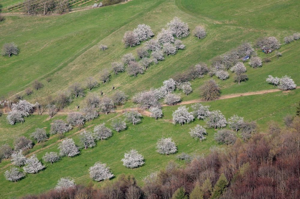 Schliengen aus der Vogelperspektive: Kirschbaumblüte in Niedereggenen bei Schliengen im Bundesland Baden-Württemberg