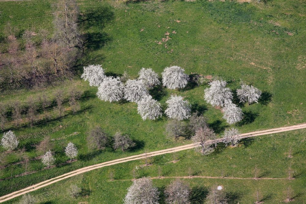 Luftbild Schliengen - Kirschbaumblüte in Niedereggenen bei Schliengen im Bundesland Baden-Württemberg