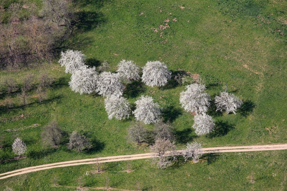 Luftaufnahme Schliengen - Kirschbaumblüte in Niedereggenen bei Schliengen im Bundesland Baden-Württemberg