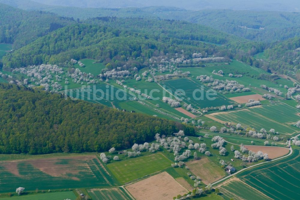 Luftaufnahme Witzenhausen - Kirschblüte im Werratal in Witzenhausen im Bundesland Hessen, Deutschland