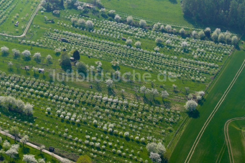 Luftaufnahme Witzenhausen - Kirschblüte im Werratal in Witzenhausen im Bundesland Hessen, Deutschland